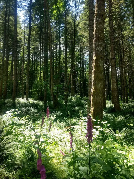 Santiam horse camp Picture 9