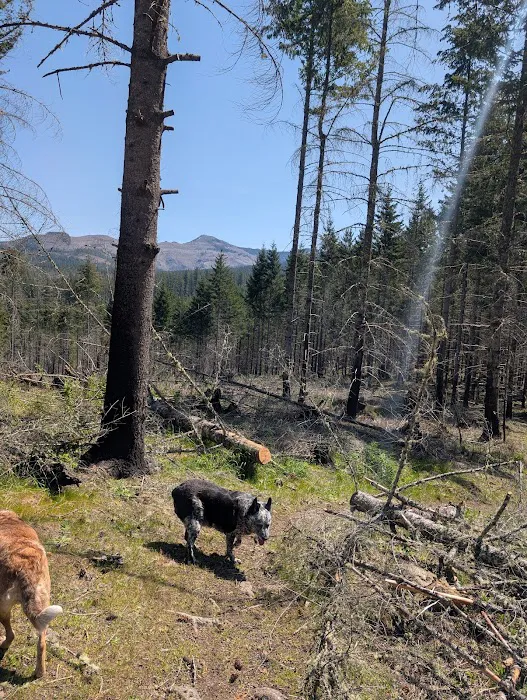 Santiam horse camp Picture 4