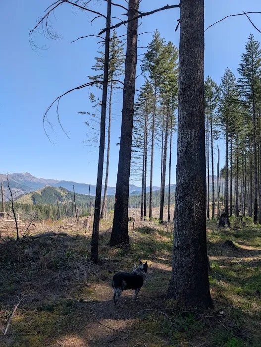 Santiam horse camp Picture 2