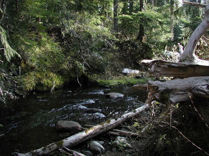 Elk Lake Campground Picture 4