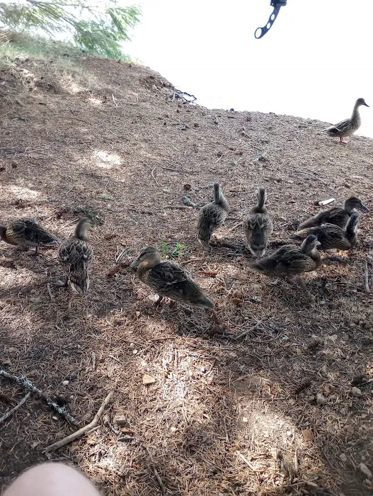 Pine Point Group Campground Picture 5