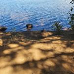 Pine Point (Timothy Lake) Day Use/Picnic Area (recgovnpsdata)