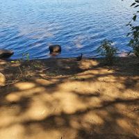 Pine Point (Timothy Lake) Day Use/Picnic Area (recgovnpsdata) ico