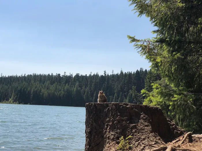 Meditation Point (Timothy Lake) Campground Picture 2