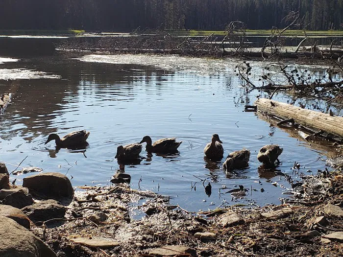 Summit Lake Campground Picture 9