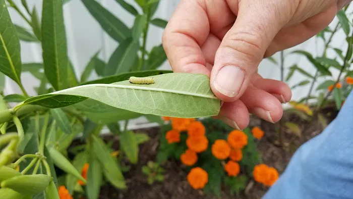 Varsity Park Picture 2