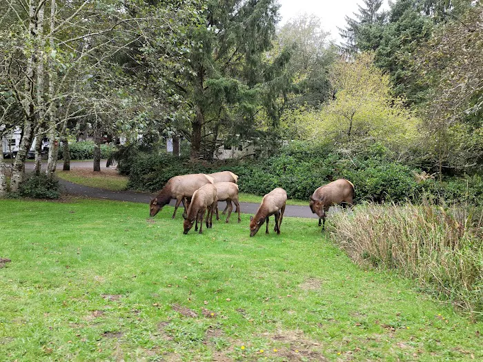 Fort Stevens State Park Campground Picture 5