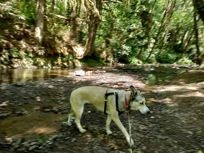 Gnat Creek Campground Picture 2