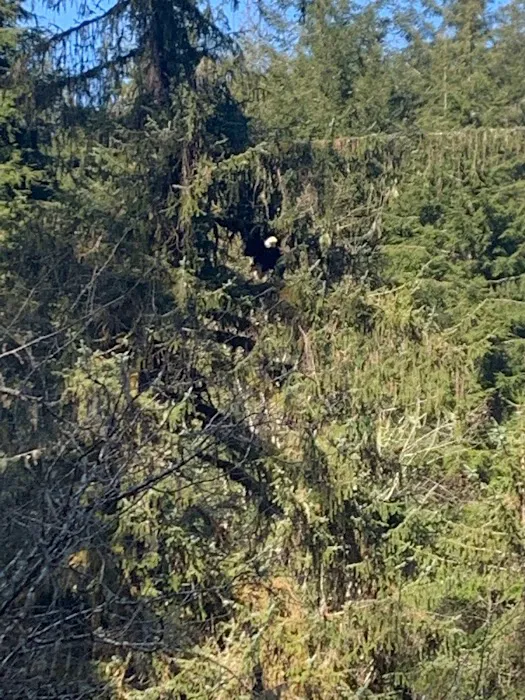 Gnat Creek Campground Picture 8