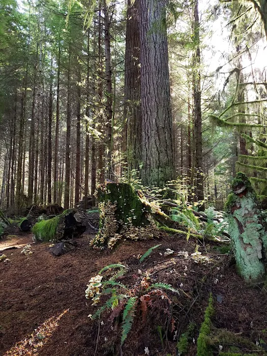 Gnat Creek Campground Picture 10