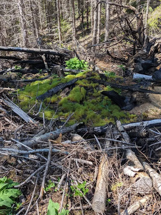 Big Buck Campground Picture 1