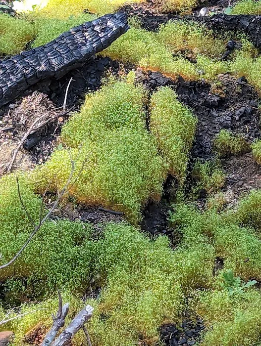 Big Buck Campground Picture 6