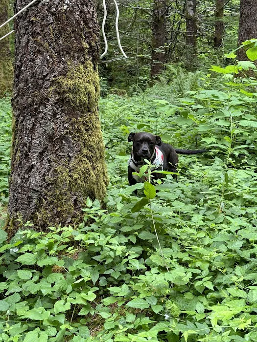 Big Buck Campground Picture 10