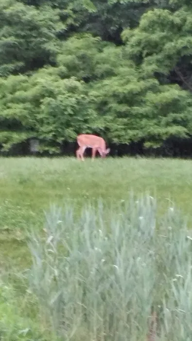 Brentwood Manor Inc Picture 4