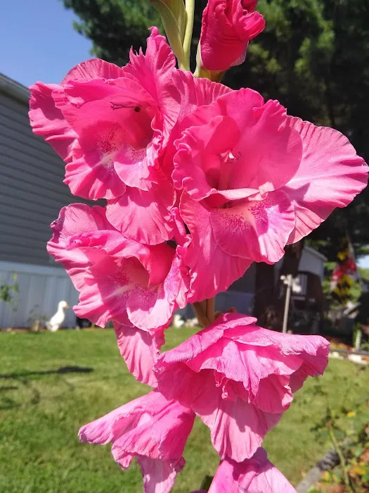 Brentwood Manor Inc Picture 5