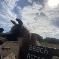The Lake Pasture ico