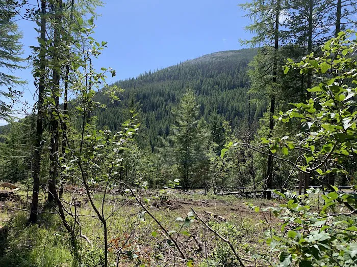 Sherman Pass Campground Picture 8