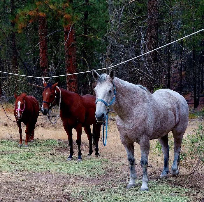 Whistlin' Pine Ranch Picture 10