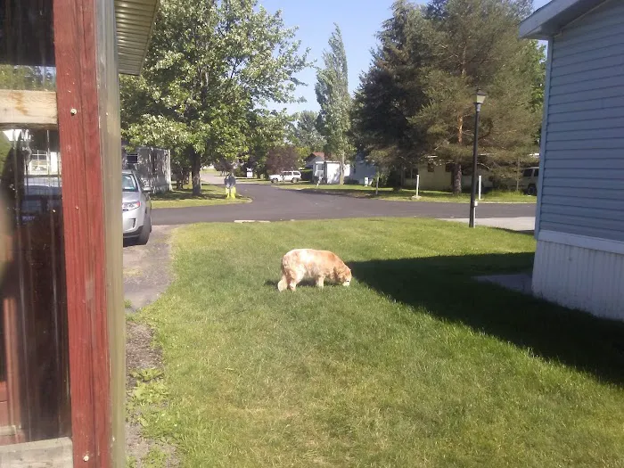 Applewood Mobile Home Estate Picture 2