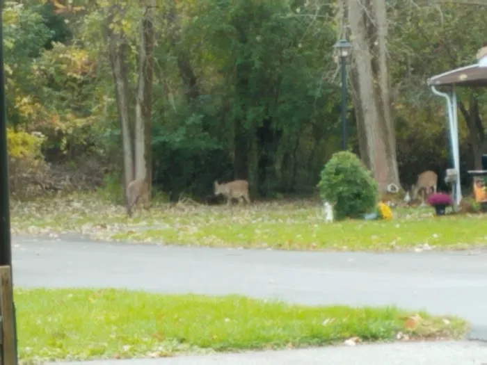 Applewood Mobile Home Estate Picture 5