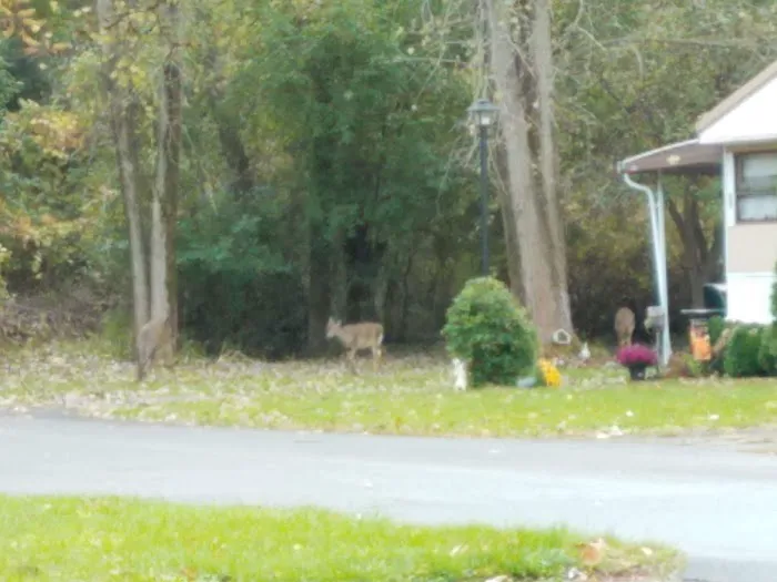 Applewood Mobile Home Estate Picture 7