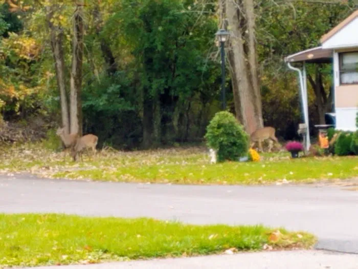 Applewood Mobile Home Estate Picture 6