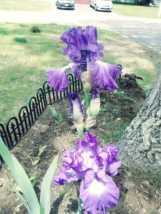 Maplewood Manor Picture 8