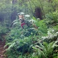 Cove Creek Campground ico