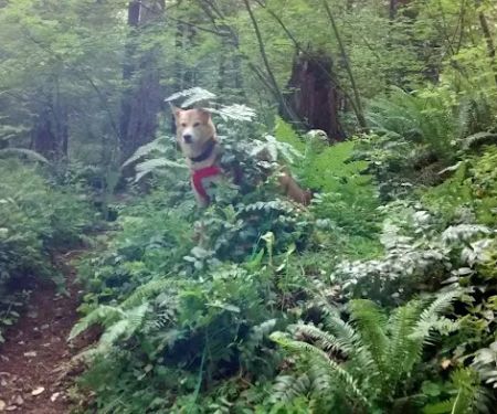 Cove Creek Campground