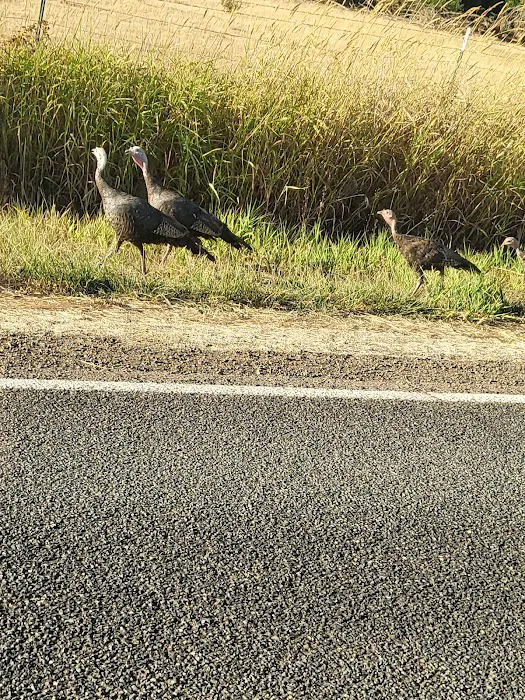 Cove Creek Campground Picture 10