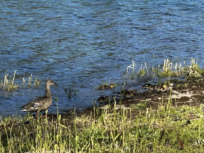 Hoover Campground Picture 7