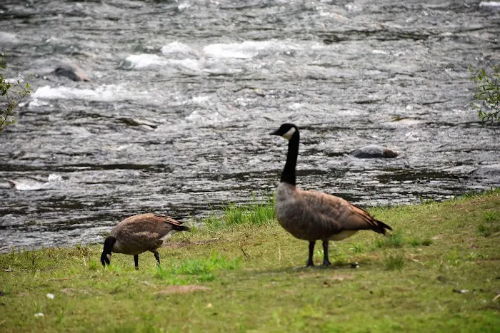 Santiam Flats Campground Picture 3
