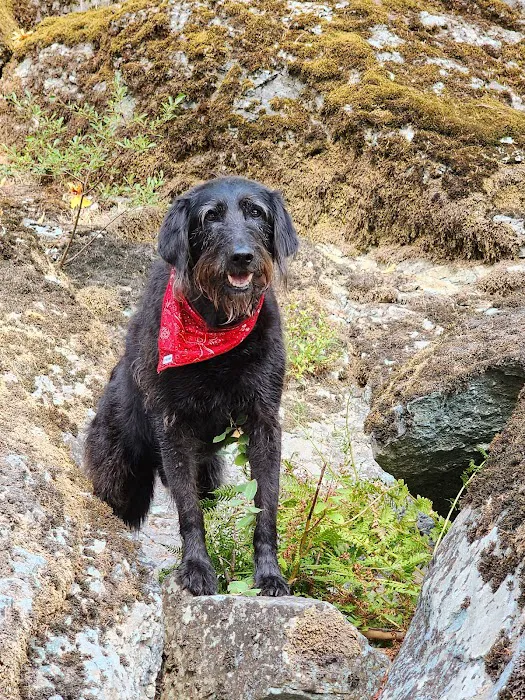 Cleator Bend Campground Picture 7