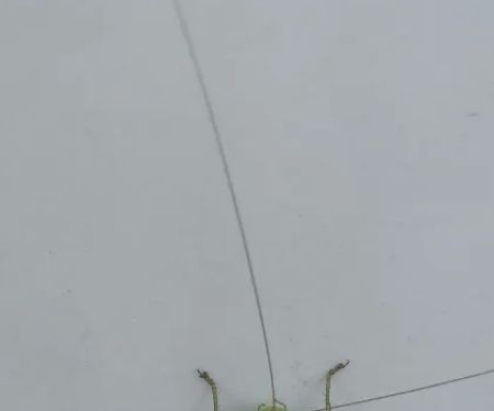 Alden Village Estates MHC