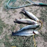 Breitenbush Campground ico