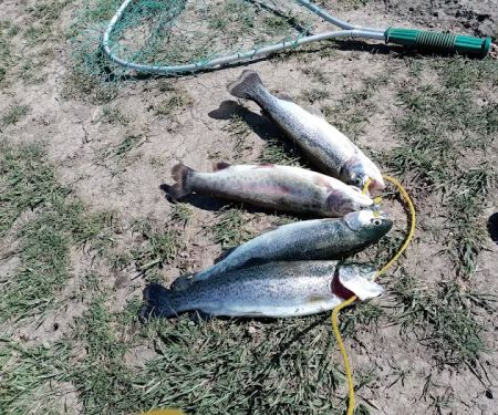 Breitenbush Campground