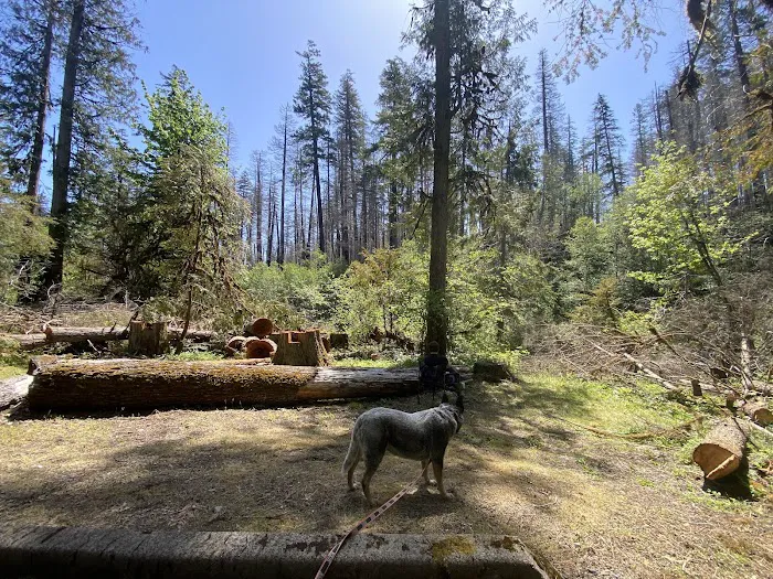 Breitenbush Campground Picture 8