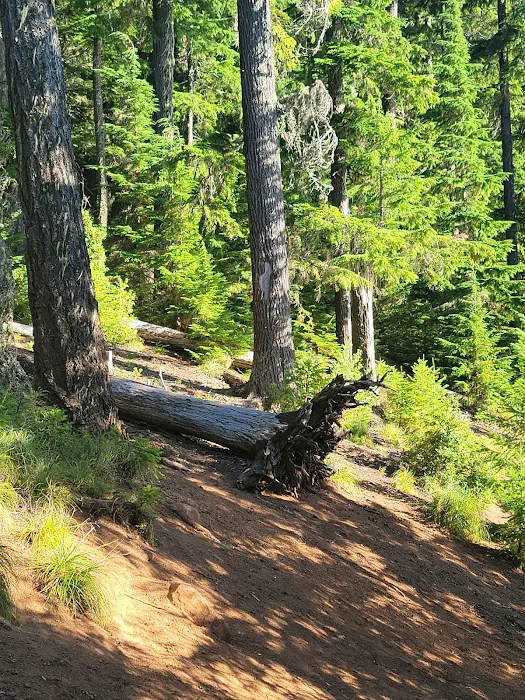 Gone Creek Campground Picture 10