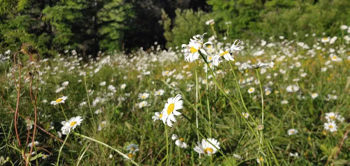 Gone Creek Campground Picture 7