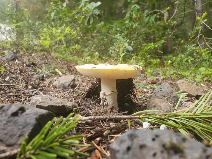 Clackamas Lake Historic Ranger Station Picture 8