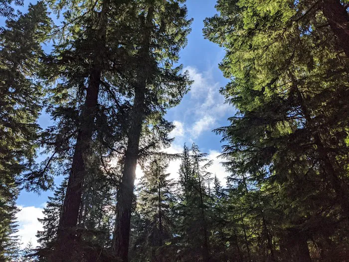 Clackamas Lake Campground Picture 7