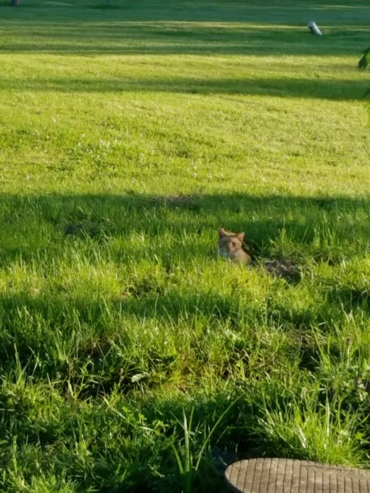 Suburban Rapids Mobile Home Picture 6