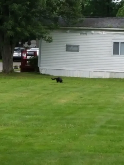 Suburban Rapids Mobile Home Picture 4