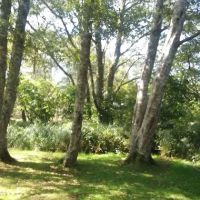 Campground D ico