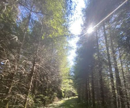 Tunerville Campground