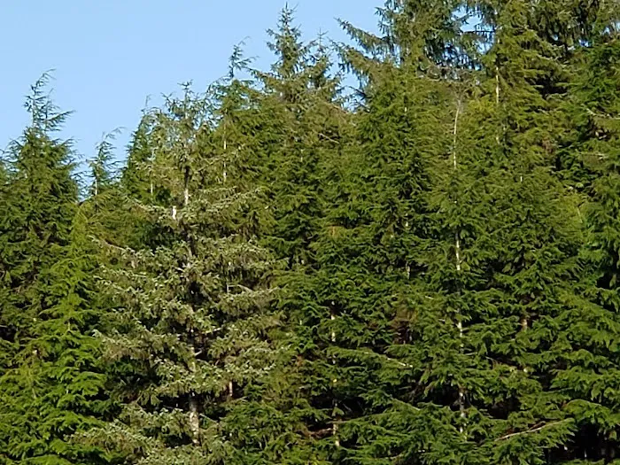 Snag Lake Campground Picture 5