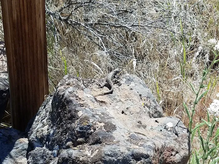 Dry Creek Campground Picture 4