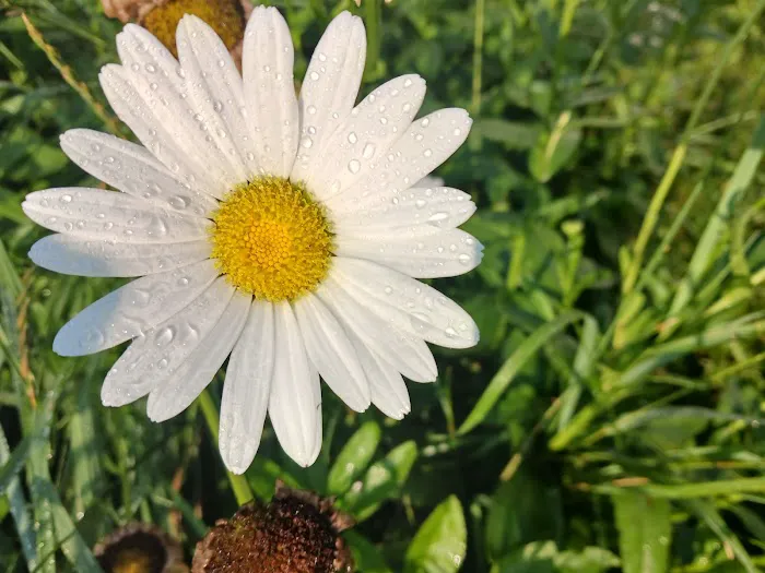 Carefree Park Estates Picture 5