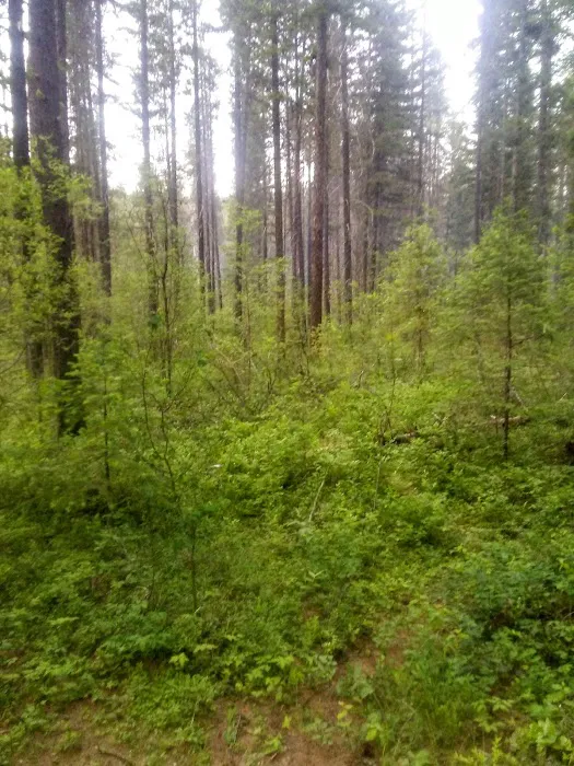 Canyon Creek Campground Picture 2