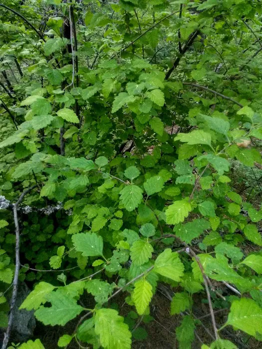 Canyon Creek Campground Picture 9